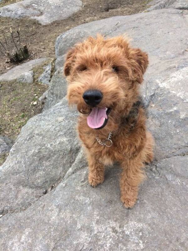 Hund - Welsh Terrier - Neska