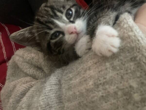 Katt - Katten Gizmo
