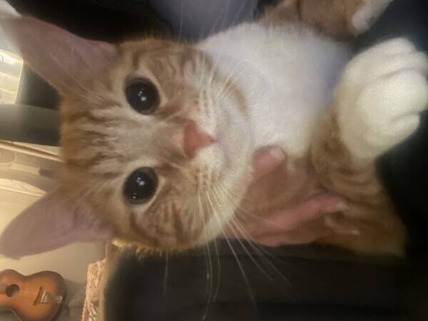 Katt - Katten Gustavo