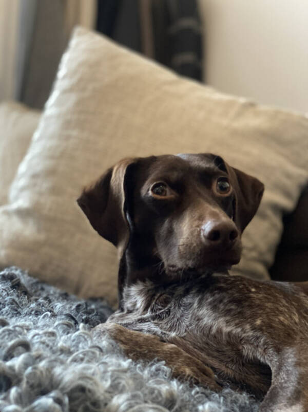 Hund - Bonnie