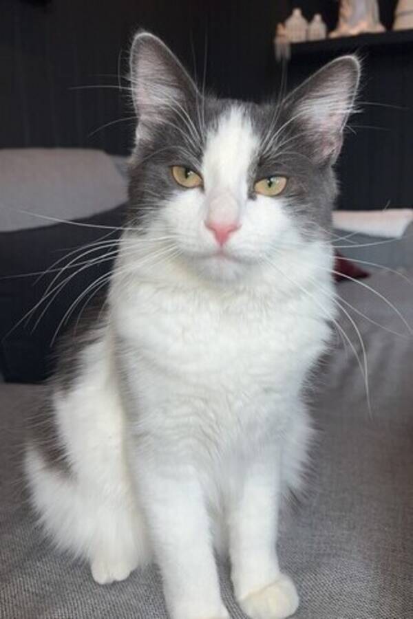 Katt