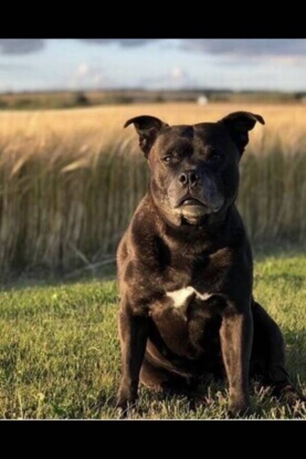 Hund - Vega