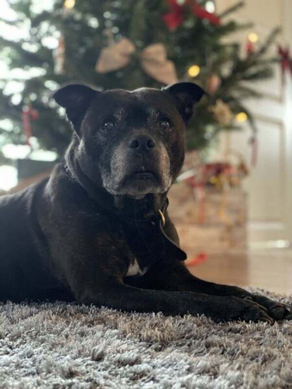 Hund - Vega