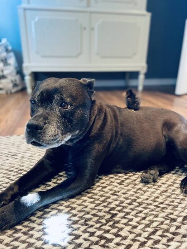 Hund - Vega