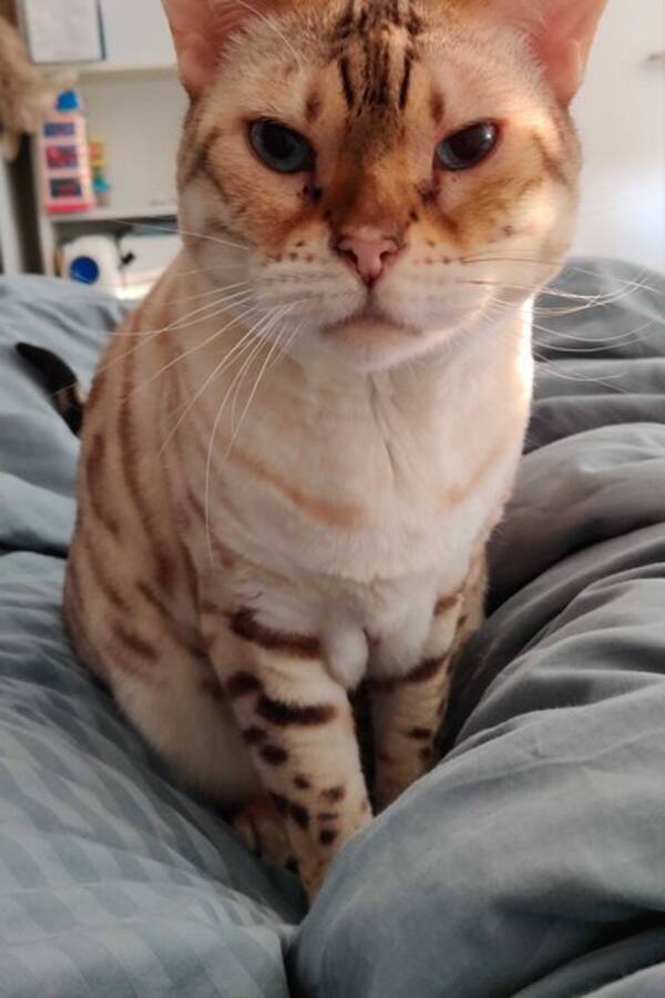 Katt - Krvnlig Snbengal