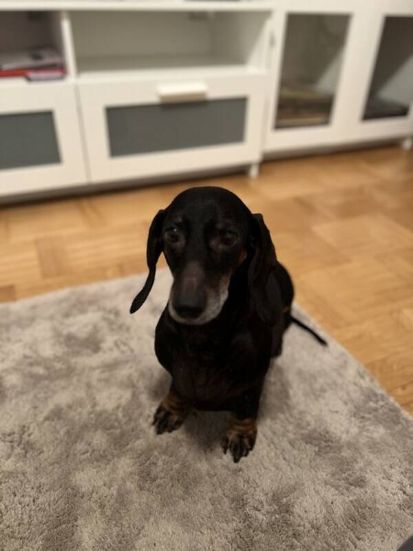 Hund