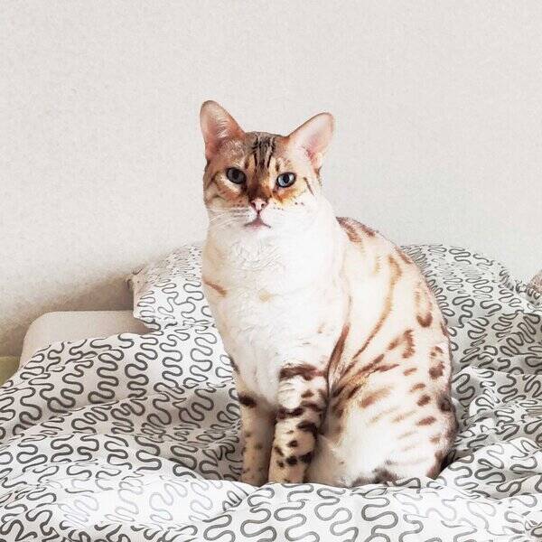 Katt - Krvnlig Snbengal