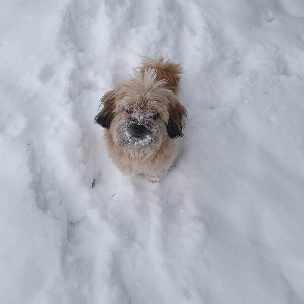 Hund - Blandrasen Ramses