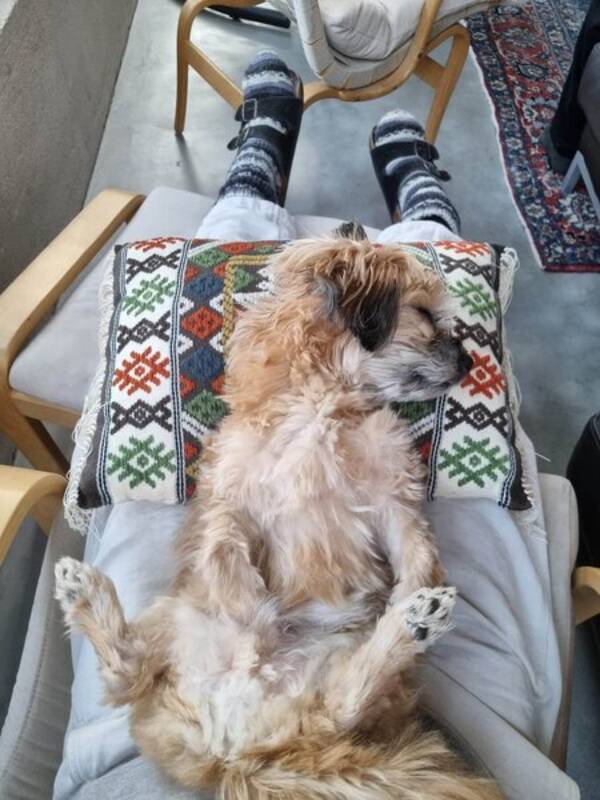 Hund - Blandrasen Ramses