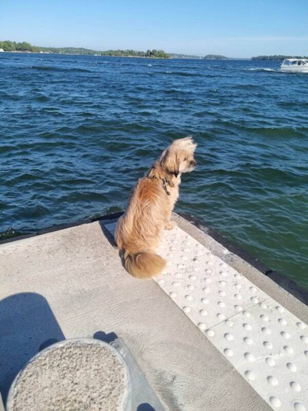 Hund - Blandrasen Ramses