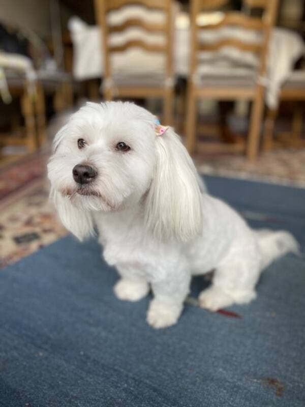 Hund - Coton de Tulear, Primavera