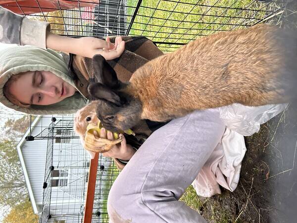 Övrigt - Kaniner. Lucy och Bobby.