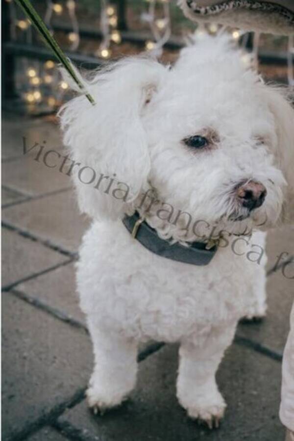 Hund - Bichon Frisee Hund - Bichon Frisee