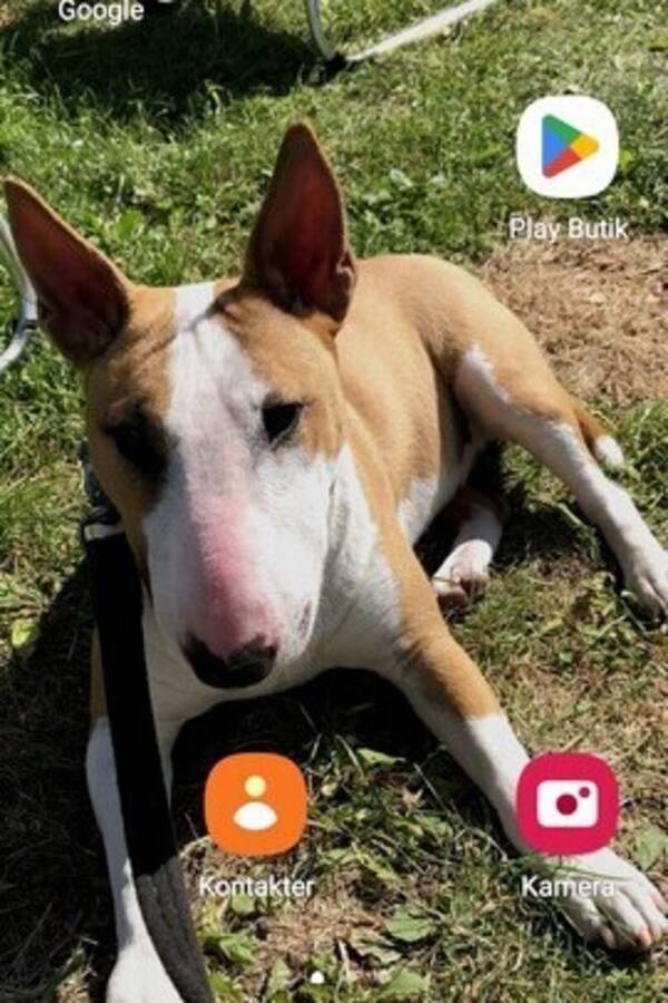 Hund - Miniatyr bullterrier Asta 