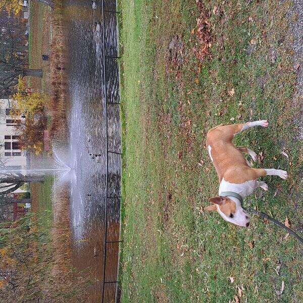 Hund - Miniatyr bullterrier Asta 