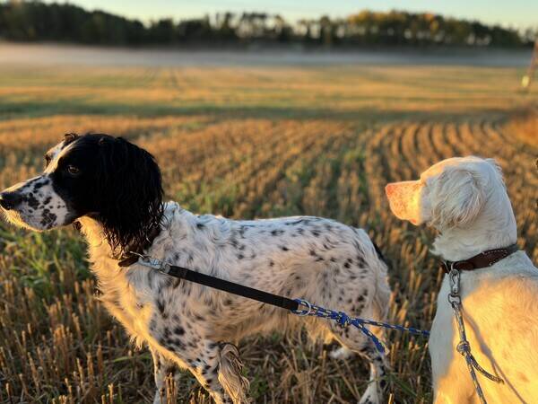 Hund - Engelsk setter