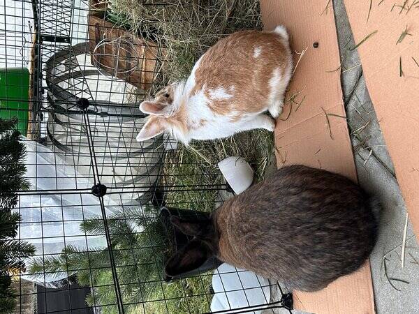 Övrigt - Kaniner. Lucy och Bobby.