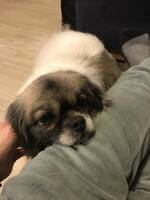 Tibetansk spaniel (particolor)