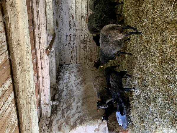 Rekvista - Fr och lamm