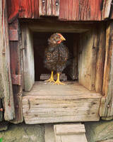 Flock med hns och tupp 