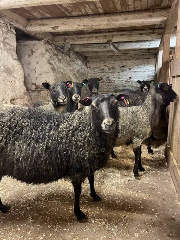 Rekvista - Fr och lamm