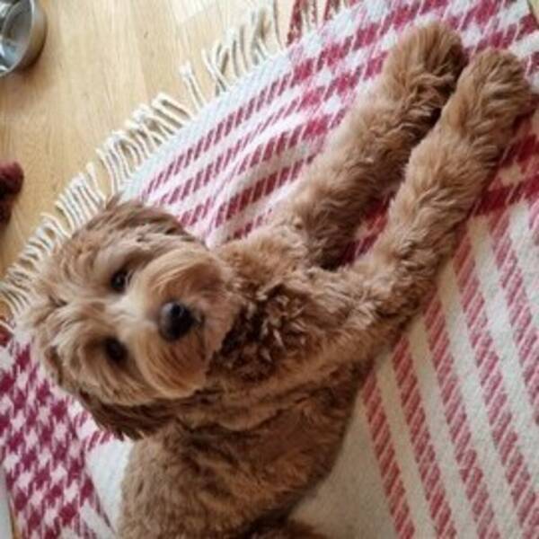 Hund - Hunden Doris