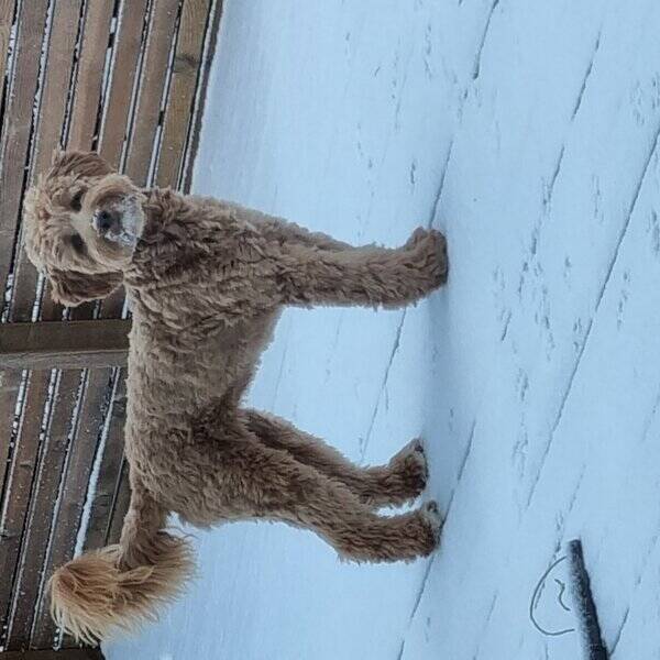 Hund - Hunden Doris