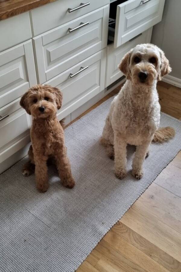 Hund - Hunden Doris