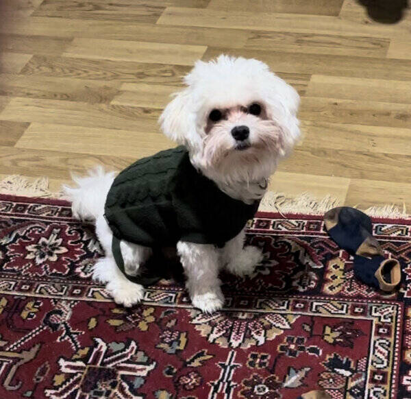 Hund - Malteseren Nube Hund - Malteseren Nube