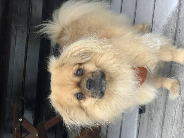 Hund - Tibetansk spaniel