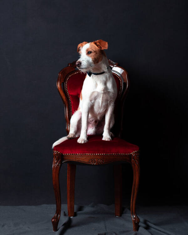 Hund - Kromfohrländern Benji Hund - Kromfohrländern Benji