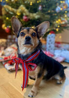 Dachs/mittelspichel blanding