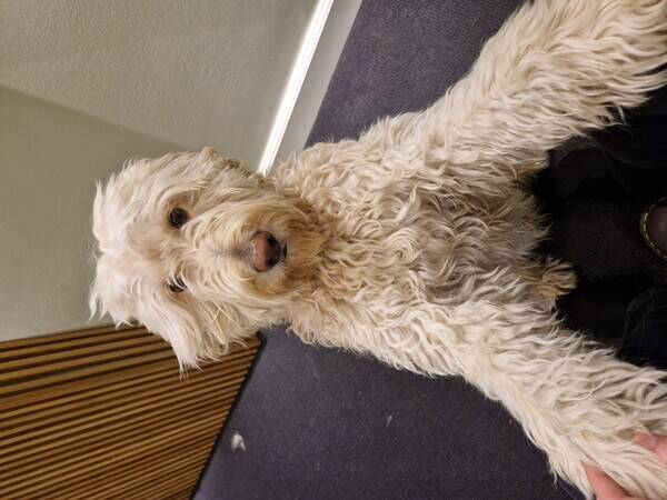 Hund - Labradoodlen Balder Hund - Labradoodlen Balder