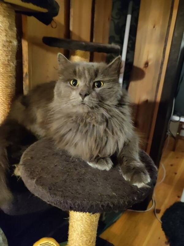 Katt - Herbert 