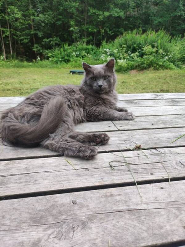 Katt - Herbert 