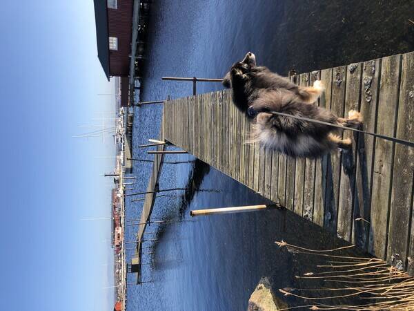 Hund