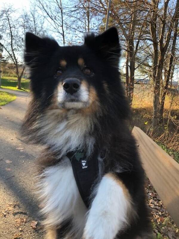 Hund