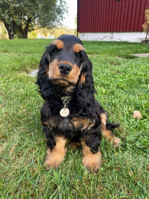 Hund - Coskerspaniel
