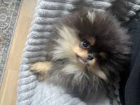 Pomeranian 