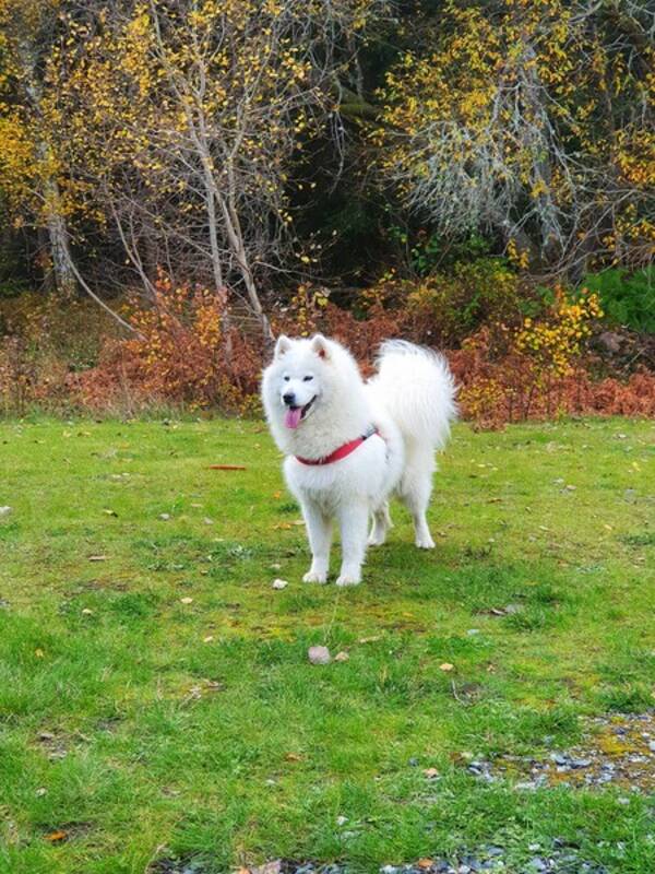 Hund - Samojed 