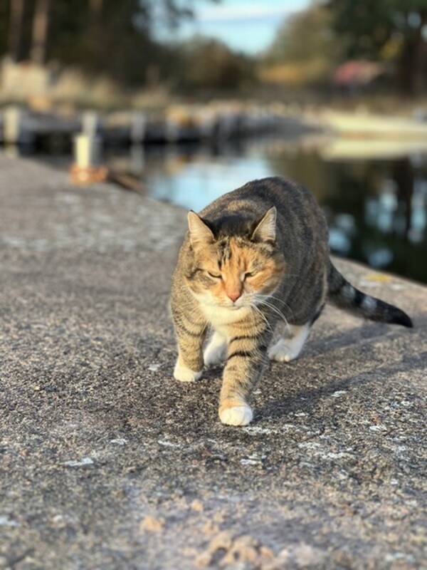 Katt - Katten Singha
