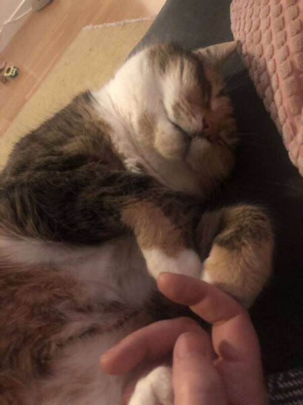 Katt - Katten Singha