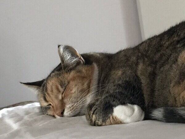 Katt - Katten Singha