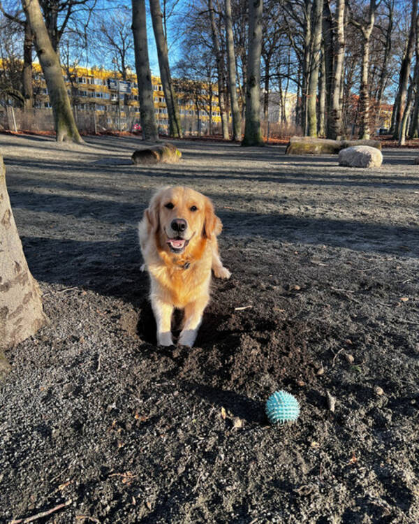 Hund - Selma Golden Retriever 