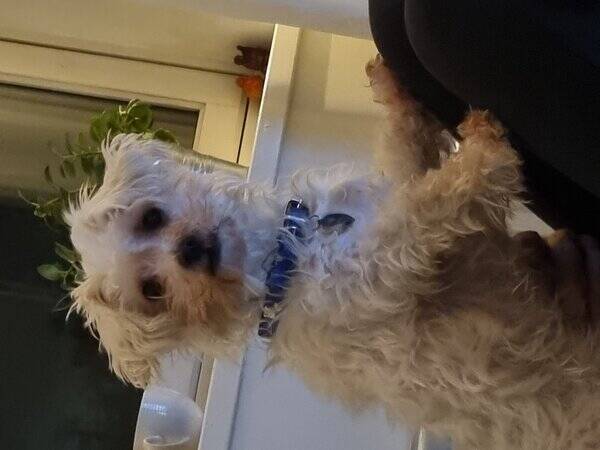 Hund Hund