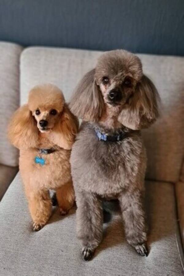 Hund - PuddelMarco & -Caro