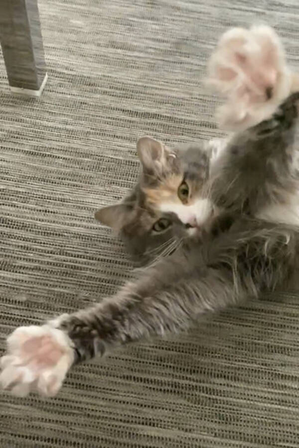 Katt