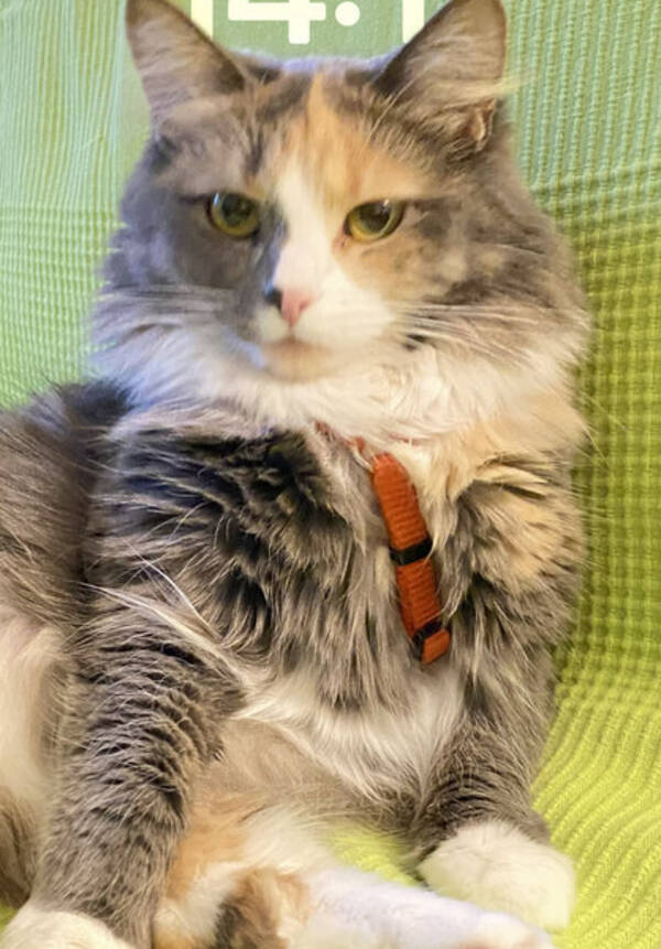 Katt
