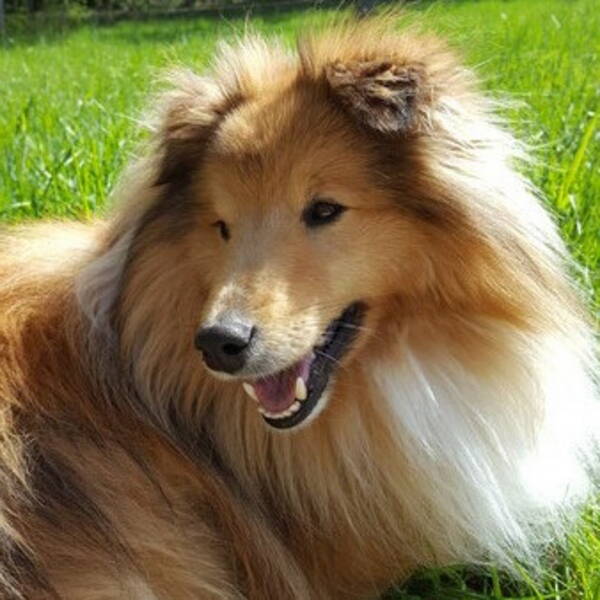 Hund - Rufus Sheltie Hund - Rufus Sheltie