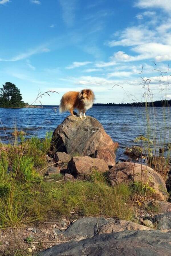 Hund - Rufus Sheltie